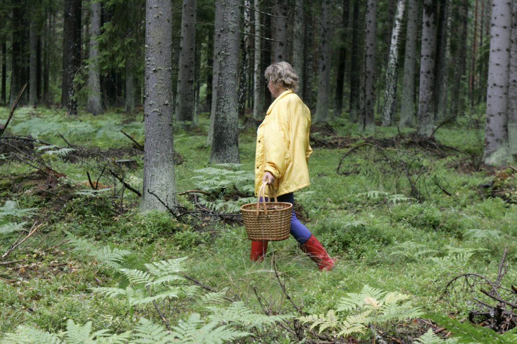 Ta med en svampkorg och plocka det som skogen erbjuder