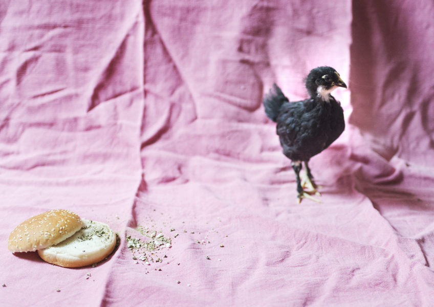 Djurens rätt har granskat hur de svenska hamburgerkedjorna förhåller sig till kycklingarnas välfärd.