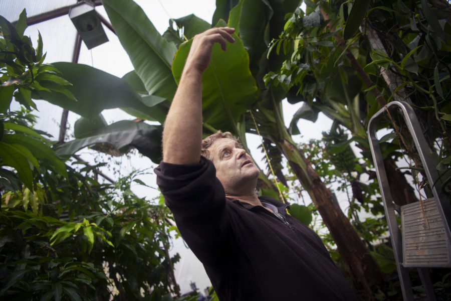 Björn Oliviusson, biolog och doktorand på Tekniska högskolan (KTH), odlar exotiska frukter i Sverige.