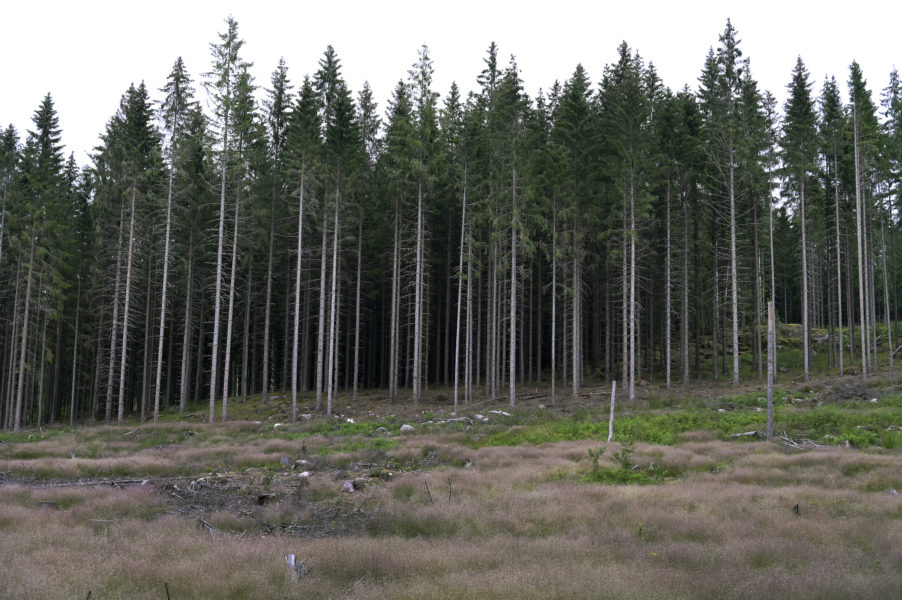 Att låta träden växa är bättre för klimatet än att hugga ner dem, åtminstone om man ser till de närmaste årtiondena, det visar en ny studie vid Umeå universitet.