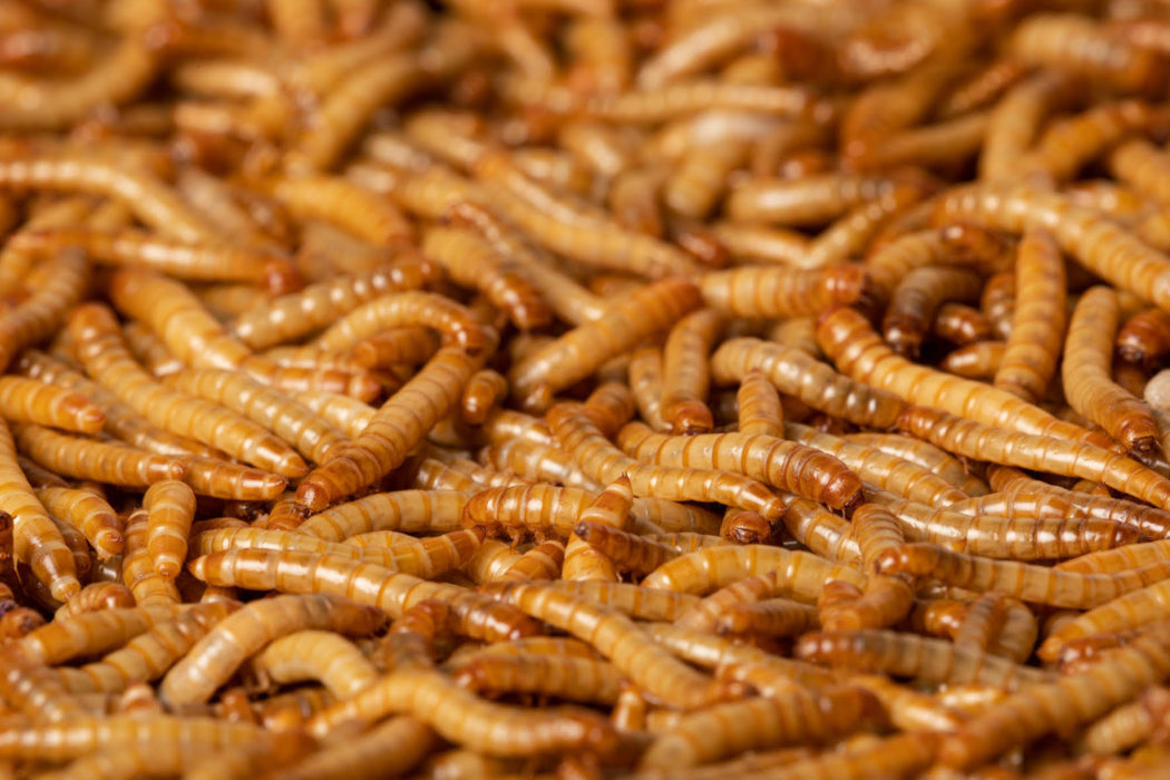 Mjölmaskar trivs att leva tätt ihop, det berättar Nils Österström som varit med och grundat insektsfabriken Tebrito