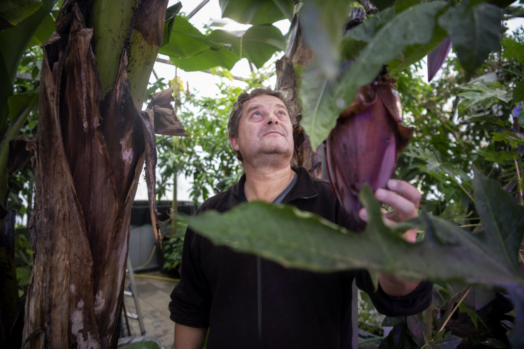 Björn Oliviusson menar att det är möjligt att odla exotisk frukt i stor skala i Sverige, men det finns utmaningar