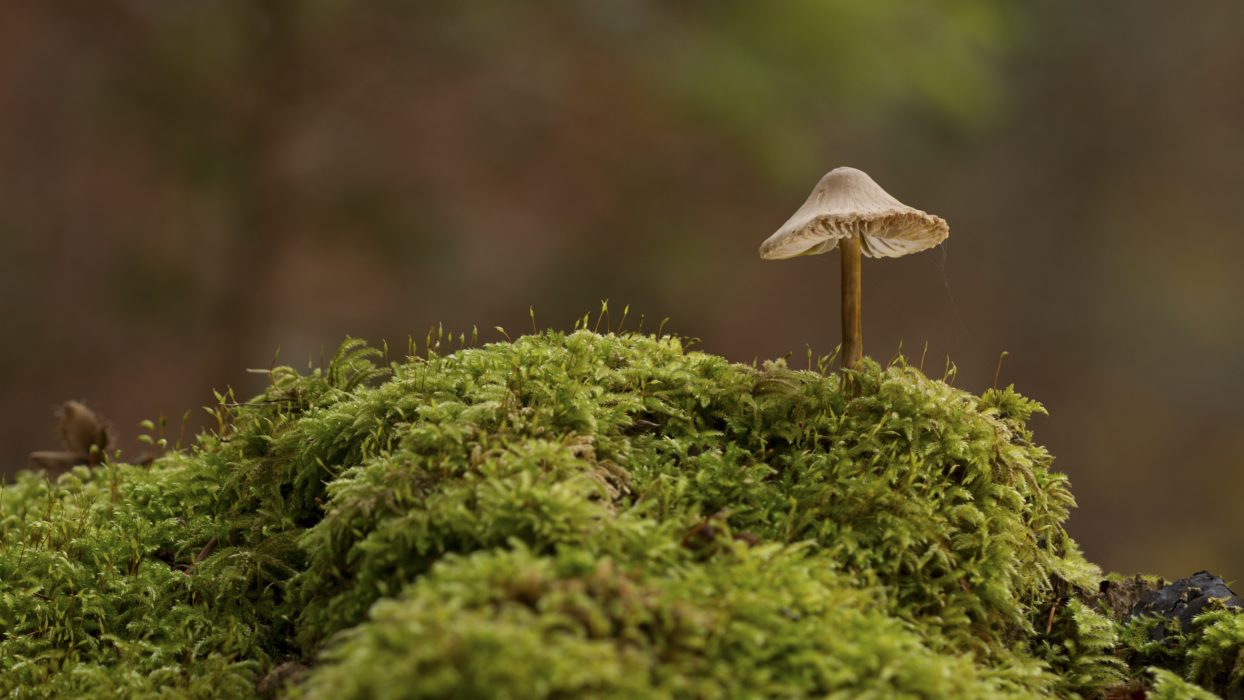 Anders Dahlberg från SLU pratar om svampens betydelse för skogen