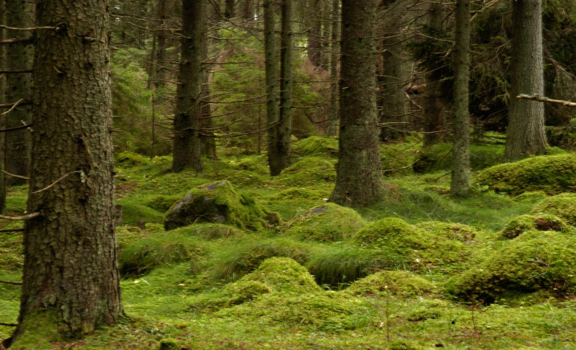Bruka skogen hållbart