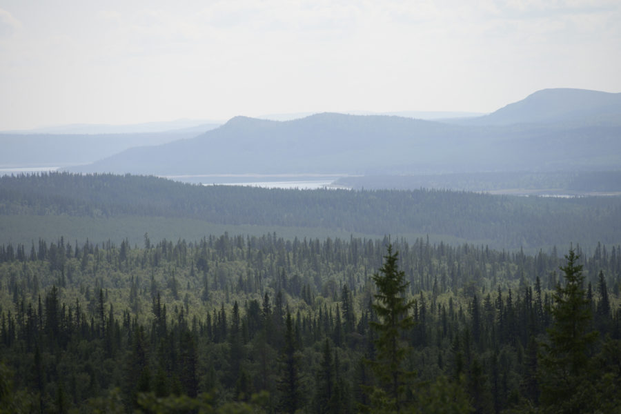 Hur ska skogen brukas? Många av de mindre skogsägarna i Jämtland är öppna för andra metoder en trakthyggesbruk, enligt en undersökning.