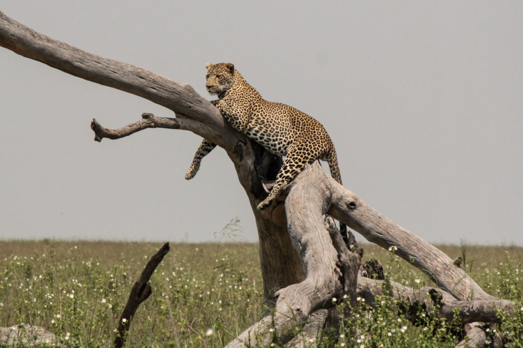 Bild: En leopard vilar i Serengetis Nationalpark, väster om Arusha i norra Tanzania