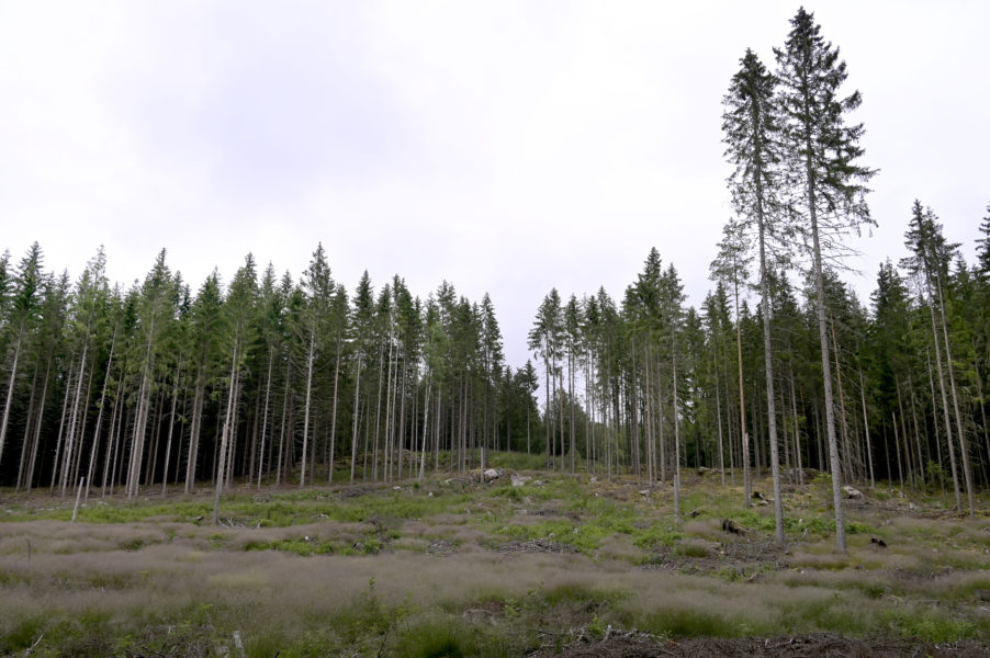 Det svenska skogsbruket väcker proster från en mängd miljöorganisationer.