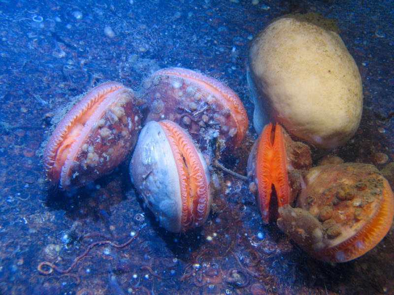 Limamusslor är en av de arter som döljer sig under ytan i Kosterhavet.