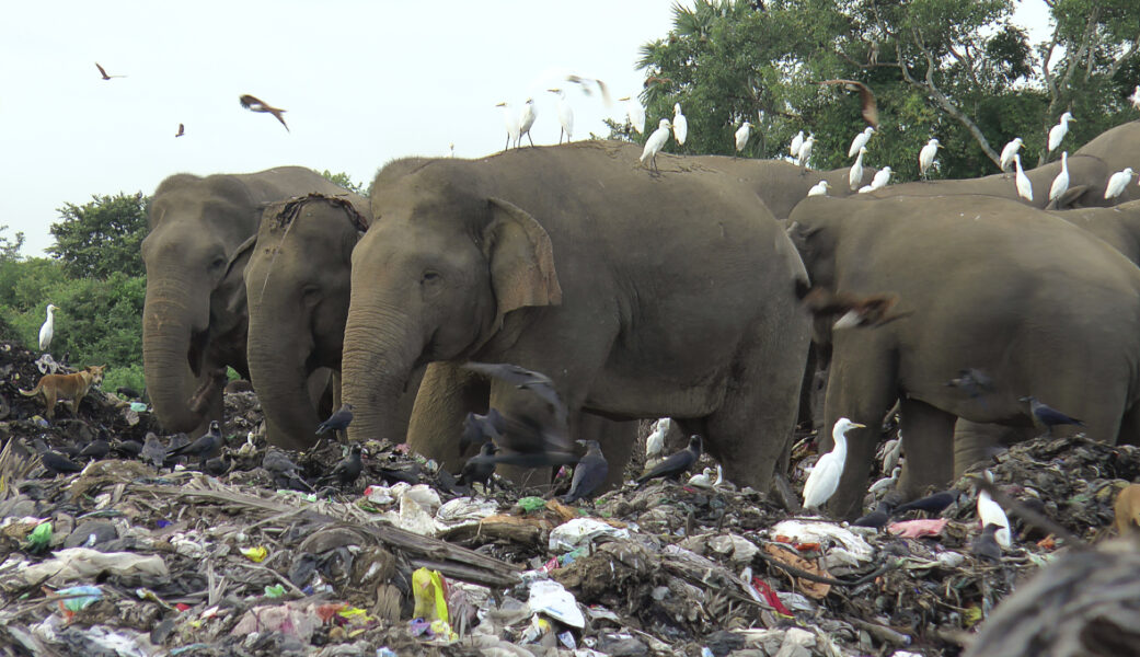 Elefanter letar efter mat vid en obevakad soptipp i Sri Lanka.