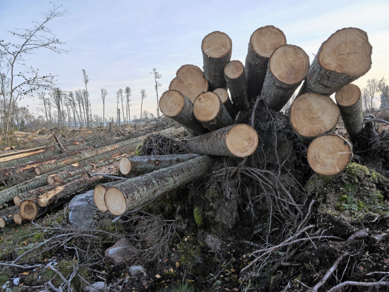 Det svenska skogsbruket måste ställas om, enligt en rapport av Naturskyddsföreningen.
