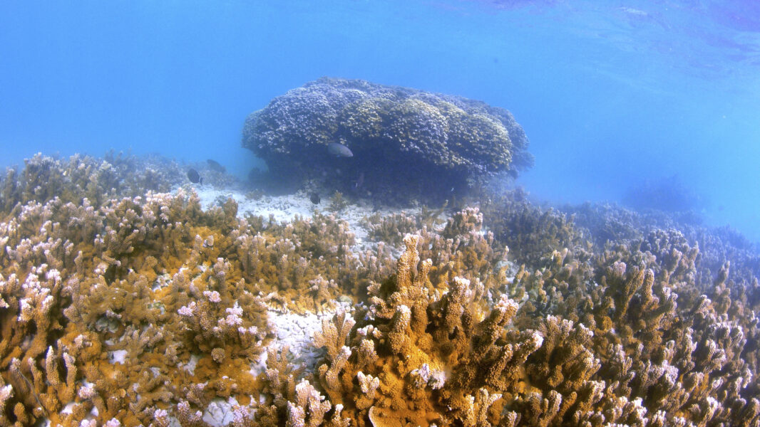 Ett korallrev utanför Hawaii – dock inte det som har studerats av forskarna.