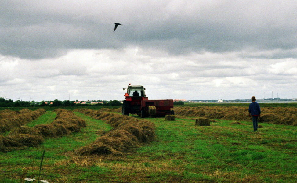 Lantbruket i Danmark är ett av de stora problemområdena när det gäller klimatutsläppen.