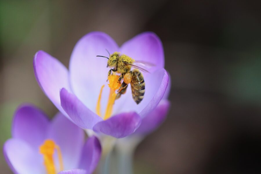 Ett bi har hittat en blomma att suga pollen från.