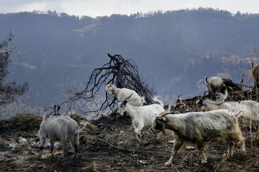 Getter strövar runt i ett utbränt område nära byn Krioneritis på den grekiska ön Evia i augusti förra året.