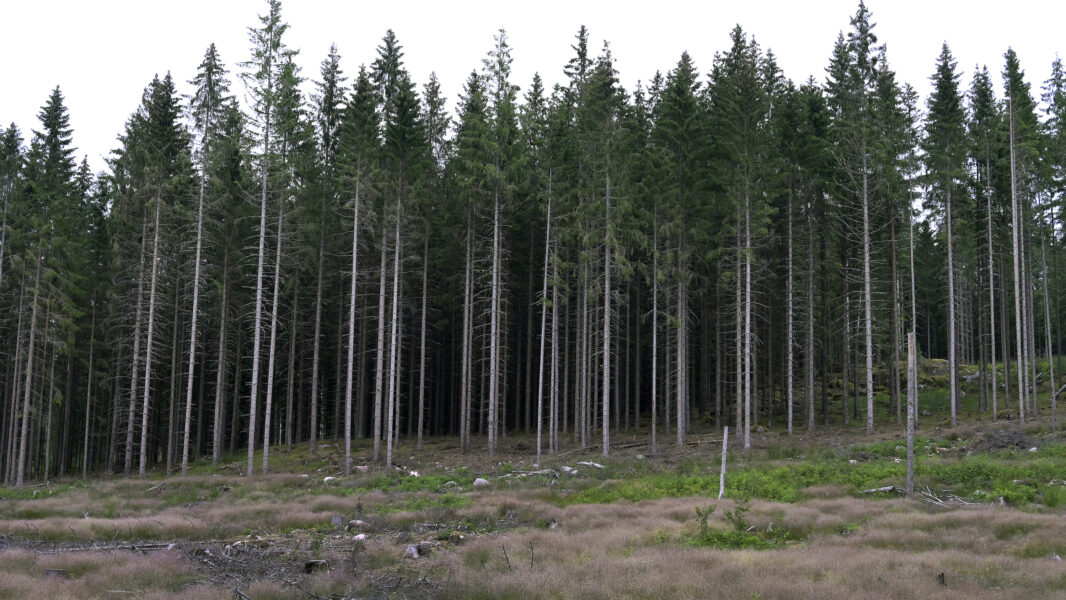 Skogen drabbas hårt av betesskador och skador från granbarkborren och olika skadesvampar.