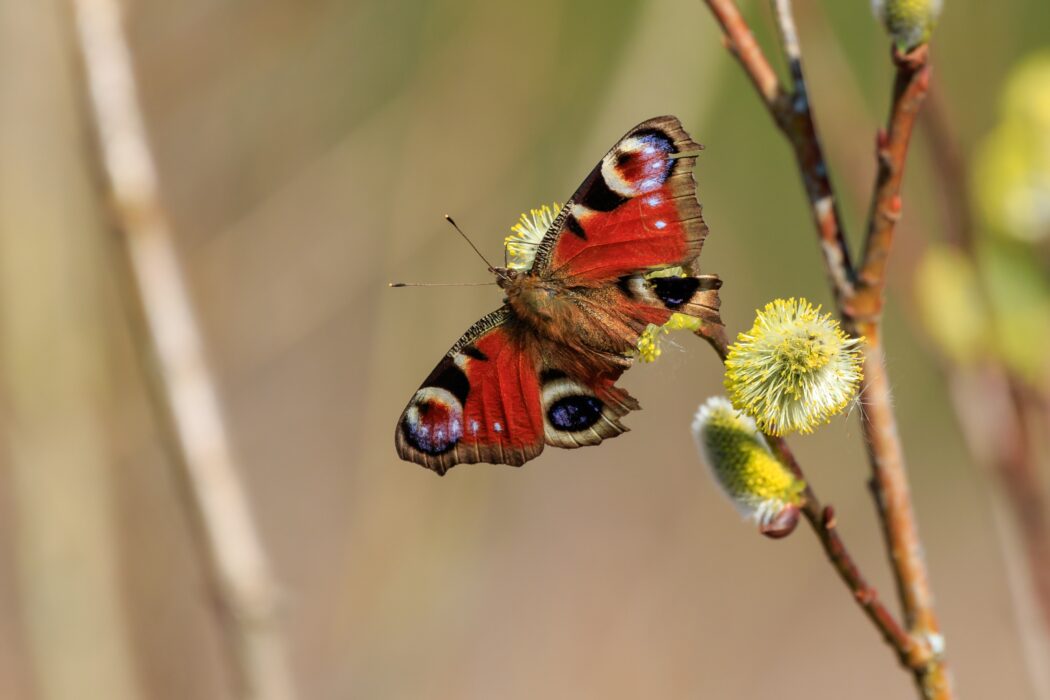 Påfågelsöga är en av flera fjärilsarter som hjälper till med pollineringen