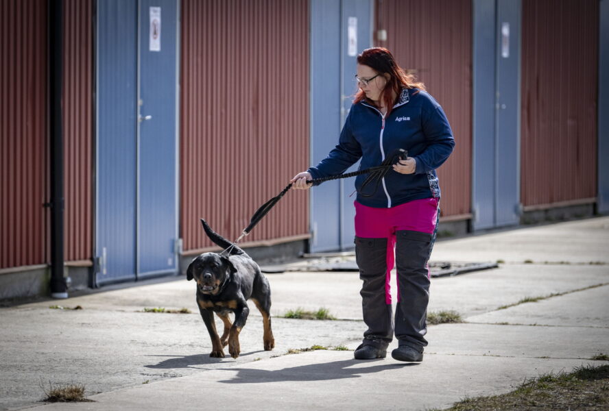 Maria Björn tar ut rottweilern Plusha på ett avskilt område utanför Kristianstad där tre ukrainska hundar hålls isolerade i väntan på provsvar.
