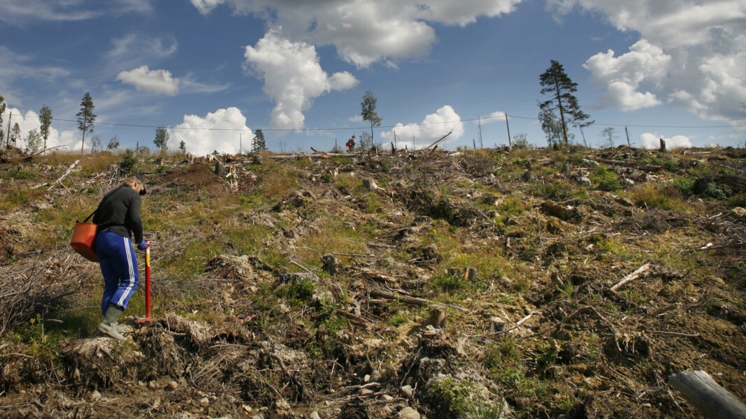 Skogsplanteringar runt om i landet ska inventeras med syfte att förstå varför så hög andel av nysatta plantor dör.