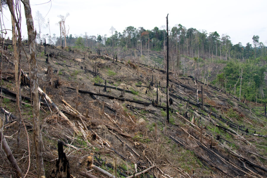 Omfattande skövling av regnskog är ett exempel på vad som skulle kunna blir ett internationellt miljöbrott enligt en ny rapport.