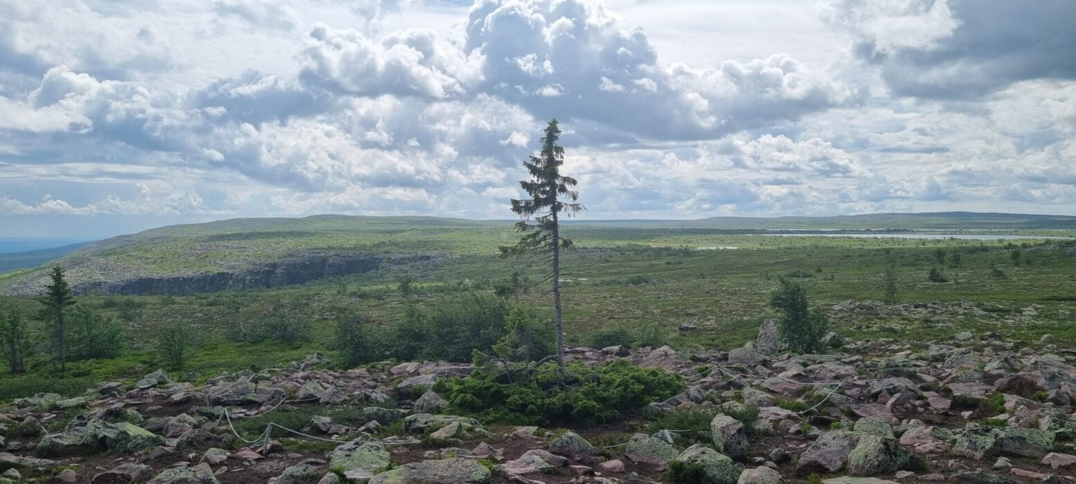 Gamlingen Old Tjikko i ensamt majestät