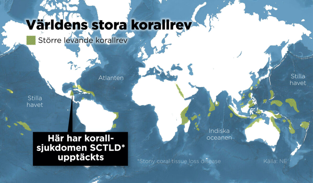 Kartan visarvar världens stora korallrev finns och var man nyligen upptäckt korallsjukdomen SCTLD