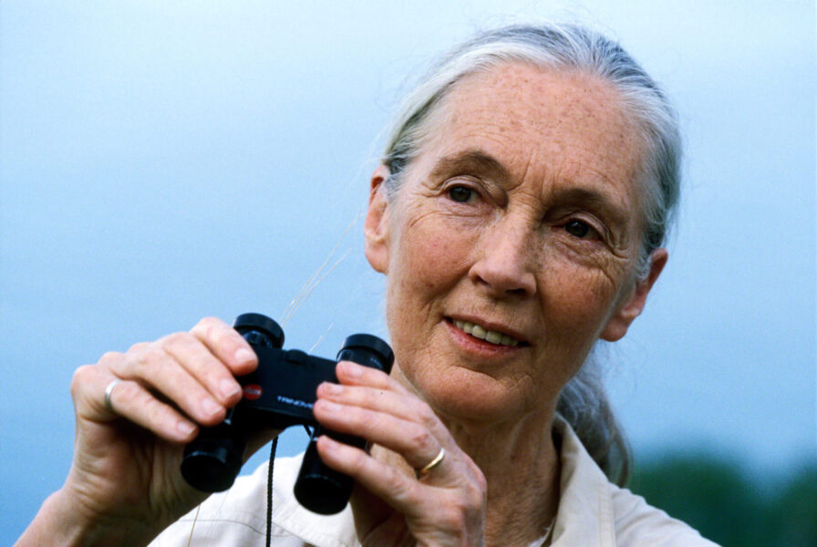 "Hopp är handling" säger Jane Goodall som har ägnat sitt liv åt att engagera sig för djur och miljö.