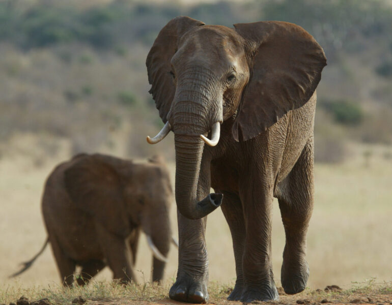 Elefant i Kenya.