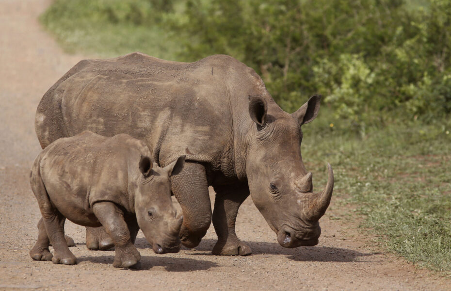 Tjuvjakt är ett stort hot för noshörningar.