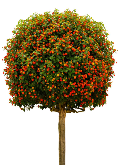 En blommande klimathjälte
