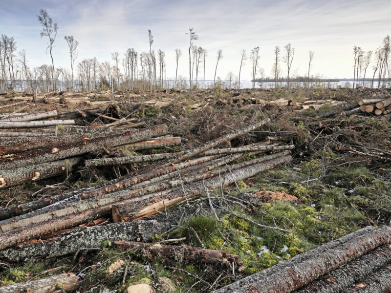 EU:s definition av avskogning riskerar att drabba det klassiska svenska skogsbruket, menar Centerpartiets Emma Wiesner.