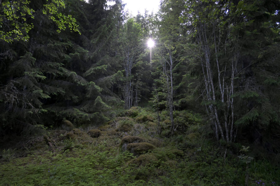 Svenska skogar mår allt sämre och skogsägare behöver ges ekonomiska skäl att spara skogar med höga naturvärden, enligt en ny rapport.