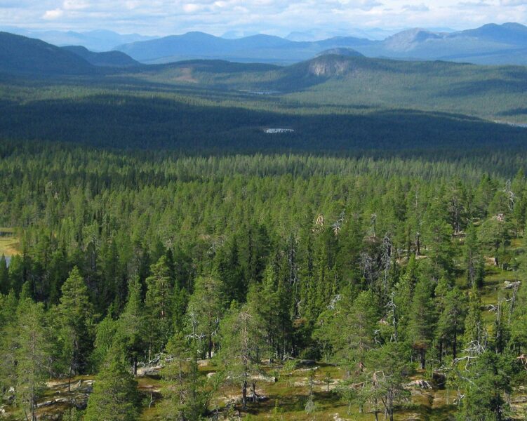 Skog i Jokkmokks kommun skyddas efter lång kamp av organisationen Steget före.