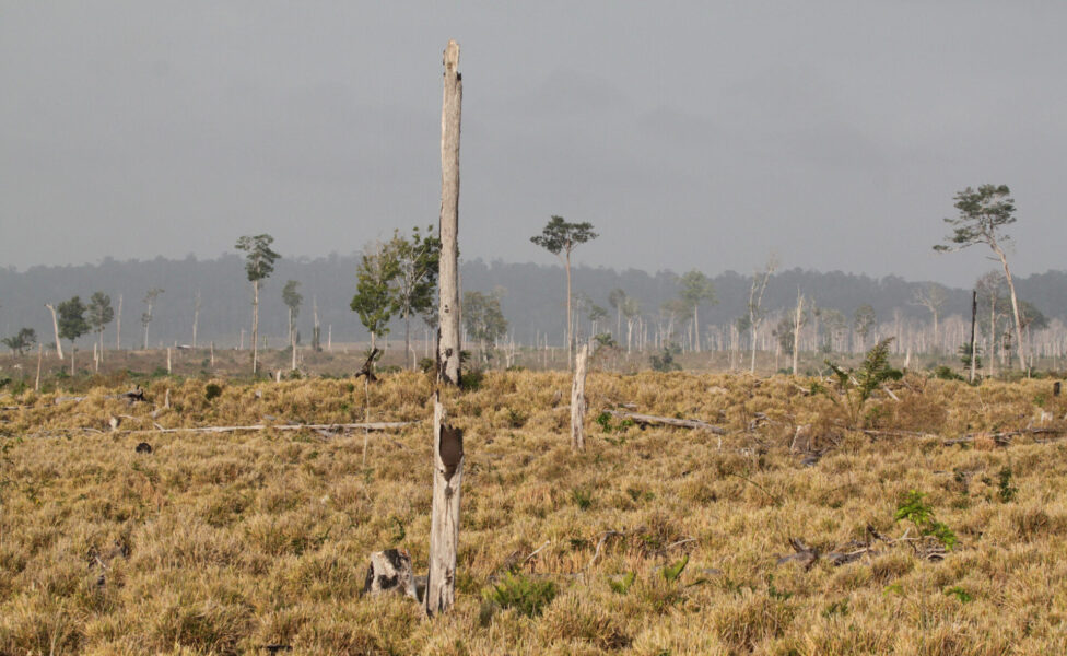 En tiondel av de globala koldioxidutsläppen kommer från tropisk avskogning.