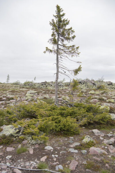 Old Tjikko i Fulufjällets nationalpark är världens äldsta gran.