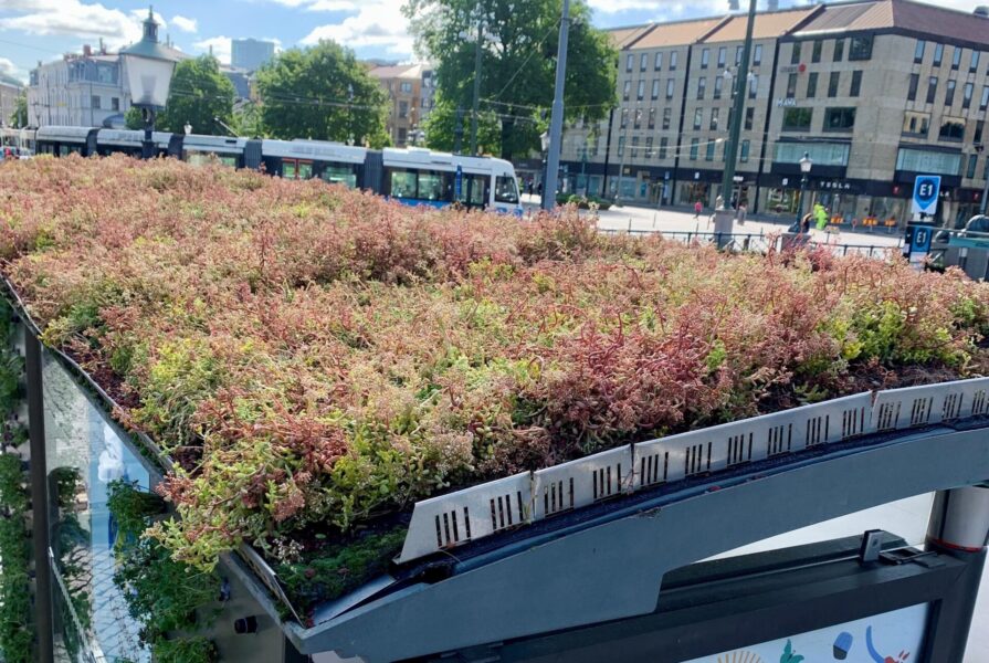 Göteborg har fått gröna tak på hundra av sina busskurer.