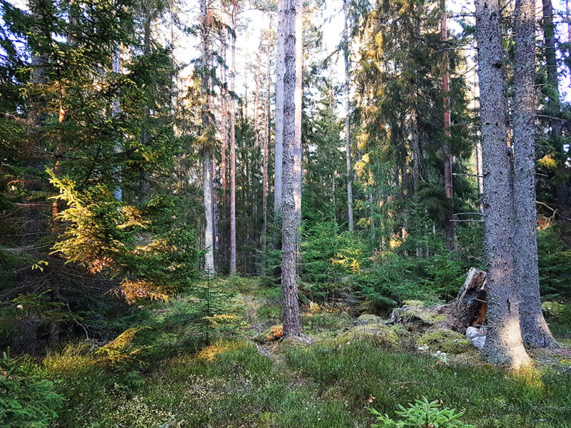 Exempel på en hyggesfri skog.