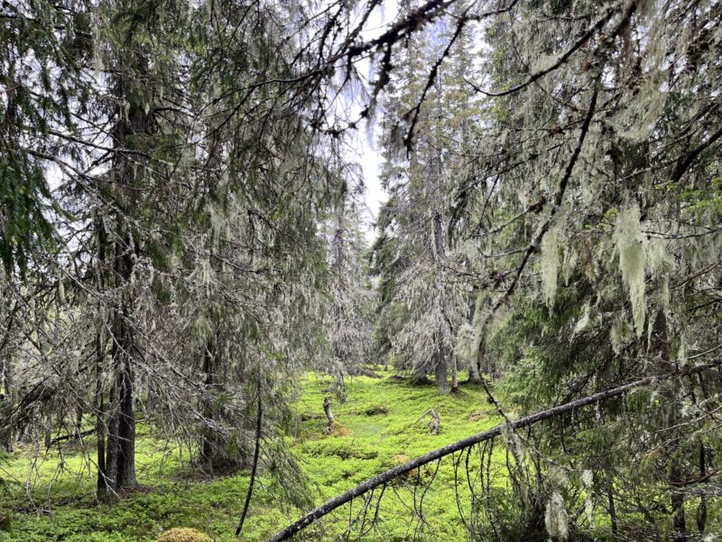 Gamla naturliga skogar fortsätter att avverkas i snabb takt i Sverige.
