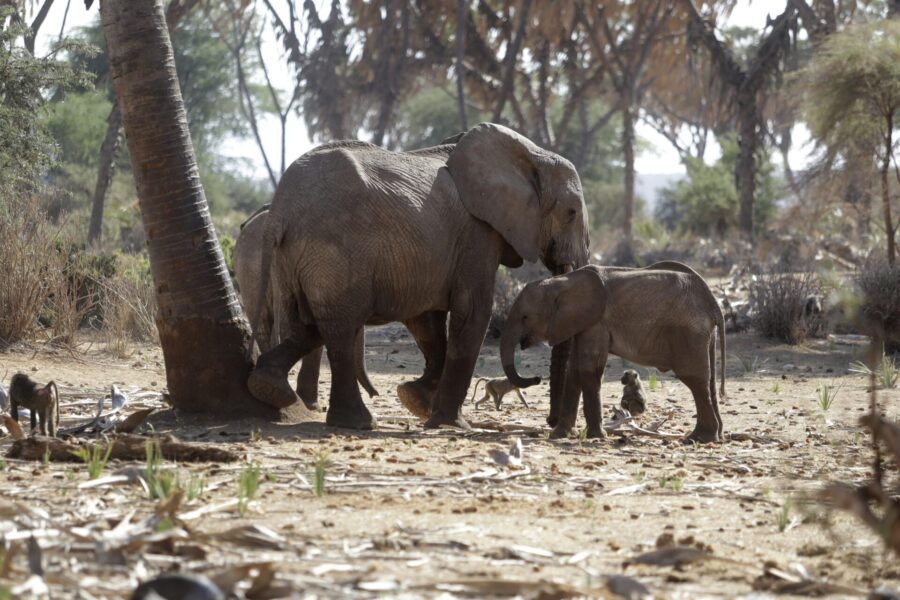 Elefanter i viltreservatet Samburu i norra Kenya.
