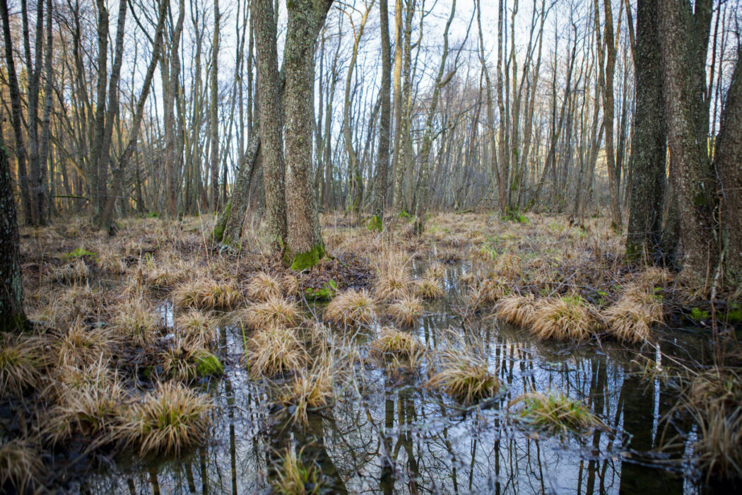 Våtmarkerna är viktiga för ekosystemen, som den här i Orlångens naturreservat i Huddinge
