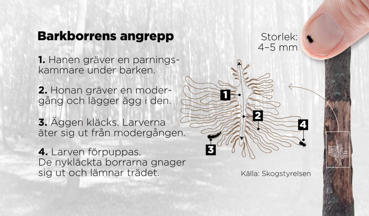 Så skadar granbarkborren träden