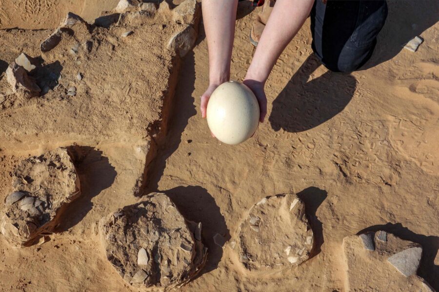 En arkeolog visar ett färskt strutsägg bredvid de omkring 4 000 år gamla äggfragment som hittats i Negevöknen i Israel.