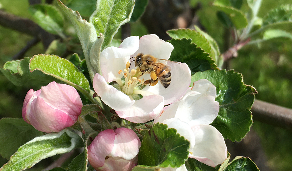 Honungsbi samlar pollen och nektar från en äppelblomma i en skånsk äppelodling.