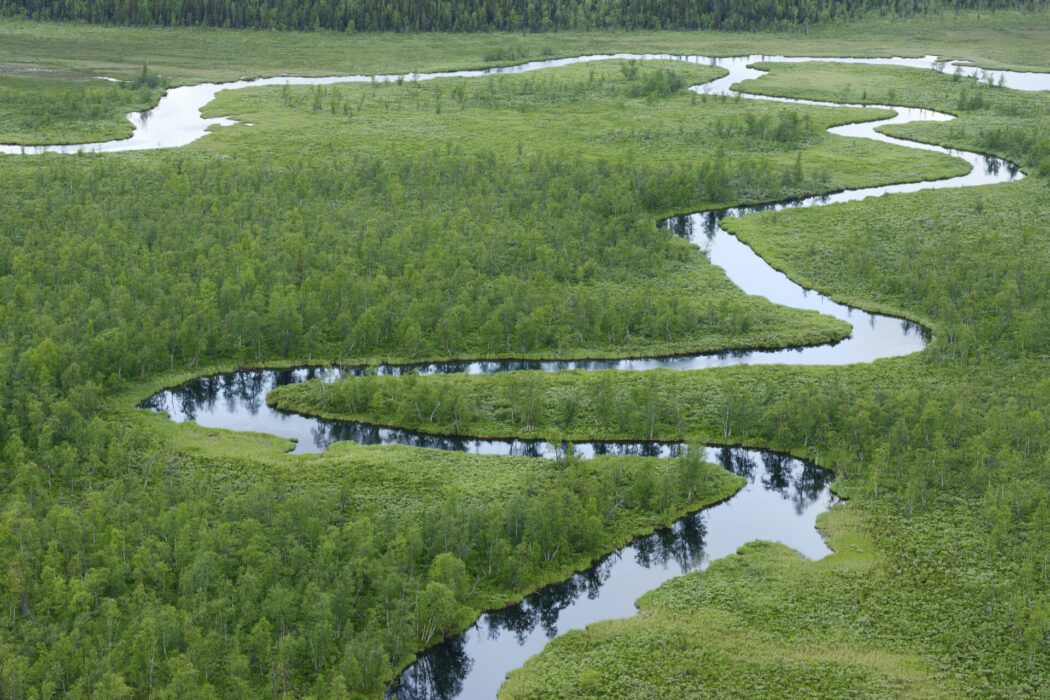 Torvmossar och boreal tajga i Sjaunja fågelskyddsområde i Laponia som är ett avUnesco:s världsarv