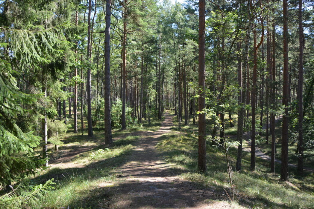 Skogen ger även kulturella ekosystemtjänster, som rekreation
