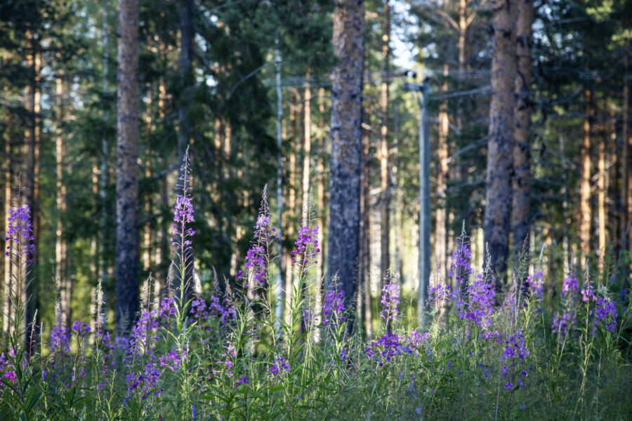 Sverige når, eller är nära att nå, fyra av 16 uppsatta miljökvalitetsmål.