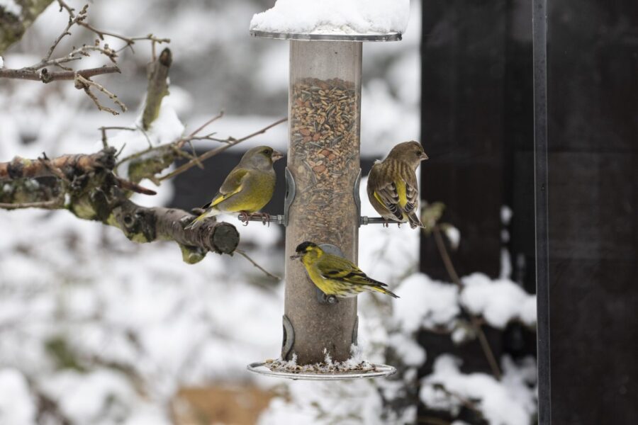 Grönfink och grönsiska kan finnas bland matgästerna vid vinterns fågelbord.