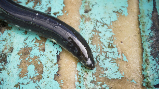 En ål på botten av en båt.