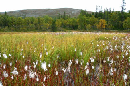 En våtmark med gröna växter framför skog och ett lägre berg.