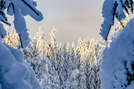 Tät granskog klädd i snö. Skogsstyrelsens ekolog kritiserar kalhyggen för att förstöra ekosystem.