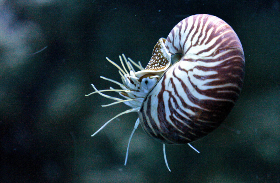 En nautilus, en typ av bläckfisk helt täckt av skal, lever bland annat i Stilla havets djup